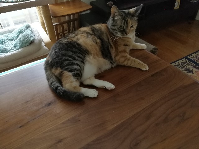 f:id:hiraryo0201:20170603114144j:plain f:id:hiraryo0201:20170603114144j:plain