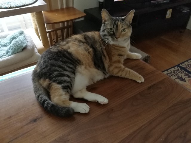 f:id:hiraryo0201:20170603114207j:plain f:id:hiraryo0201:20170603114207j:plain