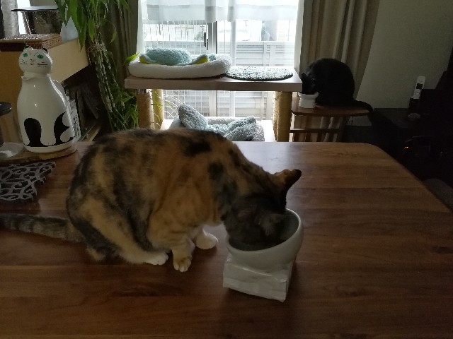 f:id:hiraryo0201:20170603114359j:plain f:id:hiraryo0201:20170603114359j:plain