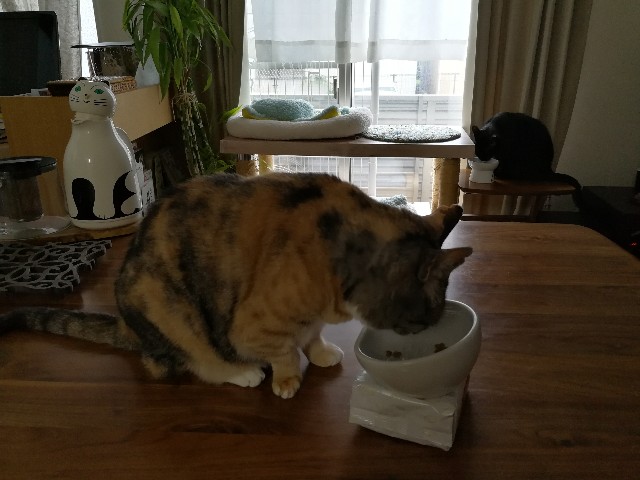 f:id:hiraryo0201:20170603114425j:plain f:id:hiraryo0201:20170603114425j:plain