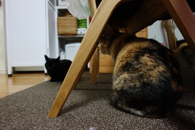 f:id:hiraryo0201:20170604082604j:plain