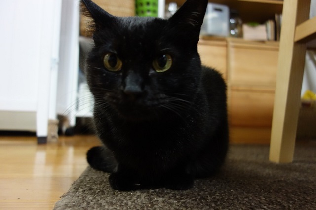 f:id:hiraryo0201:20170604082630j:plain f:id:hiraryo0201:20170604082630j:plain