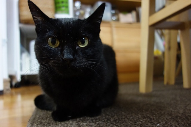 f:id:hiraryo0201:20170604082641j:plain f:id:hiraryo0201:20170604082641j:plain