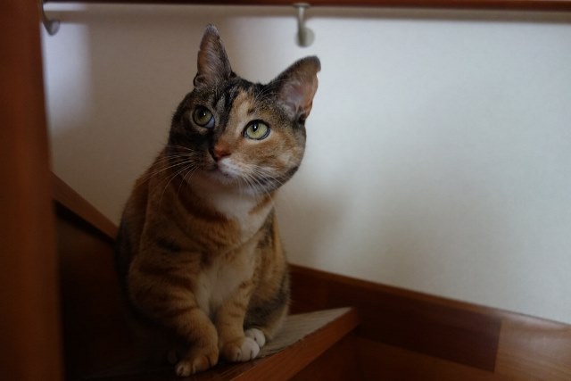 f:id:hiraryo0201:20170604082701j:plain f:id:hiraryo0201:20170604082701j:plain