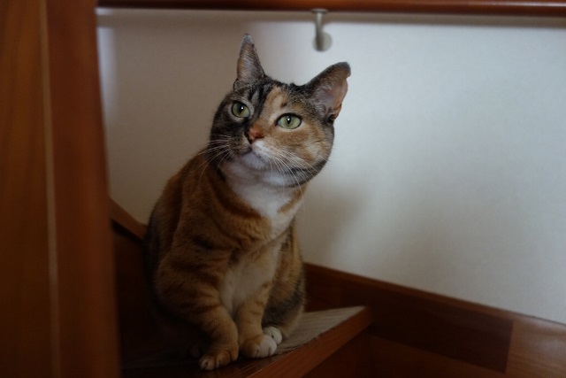 f:id:hiraryo0201:20170604082708j:plain f:id:hiraryo0201:20170604082708j:plain