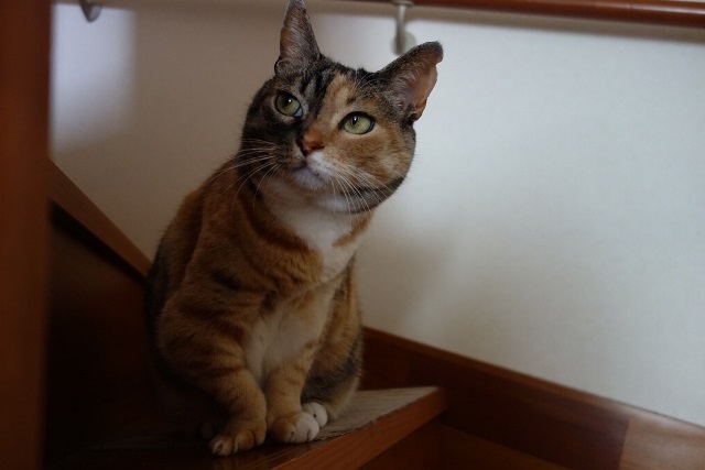 f:id:hiraryo0201:20170604082714j:plain f:id:hiraryo0201:20170604082714j:plain