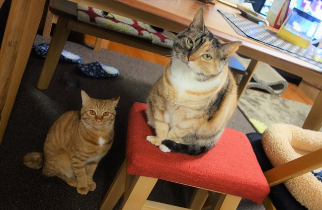 f:id:hiraryo0201:20170604083840j:plain f:id:hiraryo0201:20170604083840j:plain