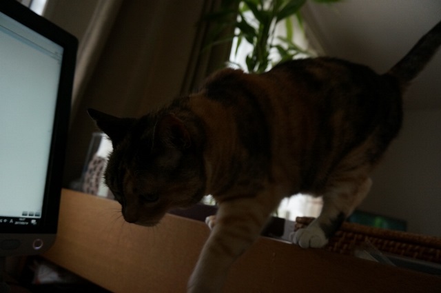 f:id:hiraryo0201:20170604094333j:plain f:id:hiraryo0201:20170604094333j:plain