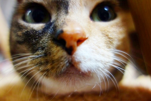 f:id:hiraryo0201:20170608075334j:image