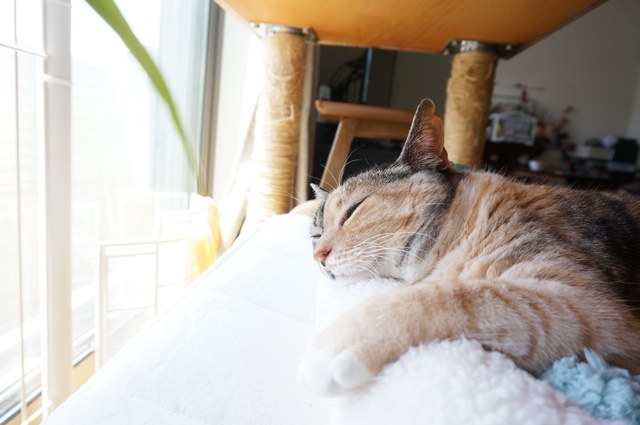 f:id:hiraryo0201:20170619212618j:plain f:id:hiraryo0201:20170619212618j:plain