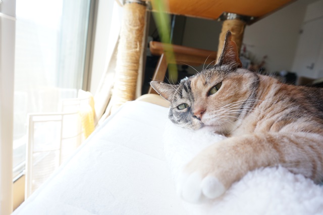 f:id:hiraryo0201:20170619212622j:plain f:id:hiraryo0201:20170619212622j:plain