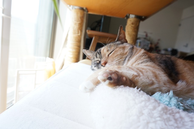 f:id:hiraryo0201:20170619212634j:plain f:id:hiraryo0201:20170619212634j:plain