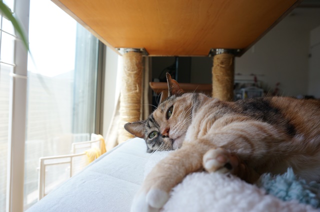 f:id:hiraryo0201:20170619212645j:plain f:id:hiraryo0201:20170619212645j:plain