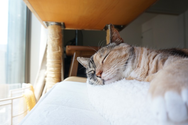 f:id:hiraryo0201:20170619212656j:plain f:id:hiraryo0201:20170619212656j:plain