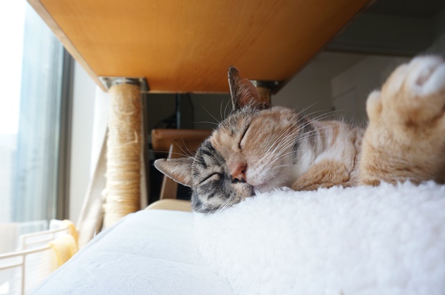 f:id:hiraryo0201:20170619212728j:plain f:id:hiraryo0201:20170619212728j:plain