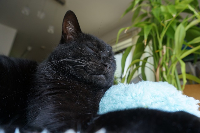 f:id:hiraryo0201:20170619212739j:plain f:id:hiraryo0201:20170619212739j:plain