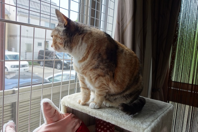 f:id:hiraryo0201:20170630211824j:plain f:id:hiraryo0201:20170630211824j:plain