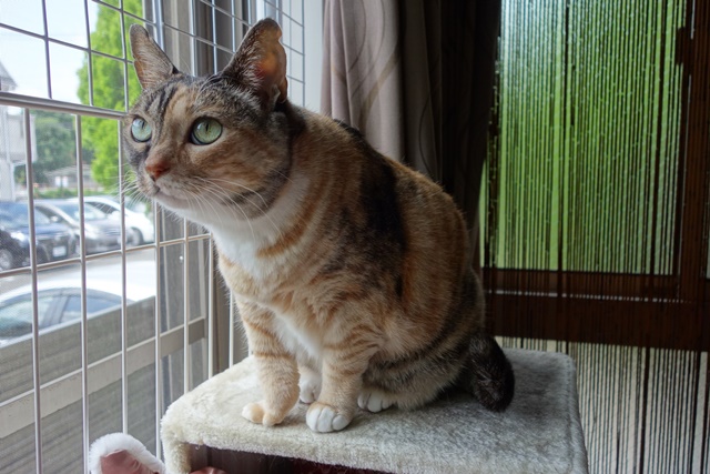 f:id:hiraryo0201:20170630211828j:plain f:id:hiraryo0201:20170630211828j:plain