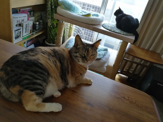 f:id:hiraryo0201:20170703075124j:image