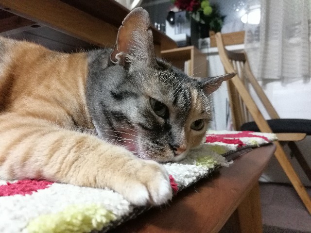 f:id:hiraryo0201:20170703075341j:image