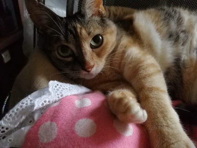 f:id:hiraryo0201:20170704191125j:image f:id:hiraryo0201:20170704191125j:image