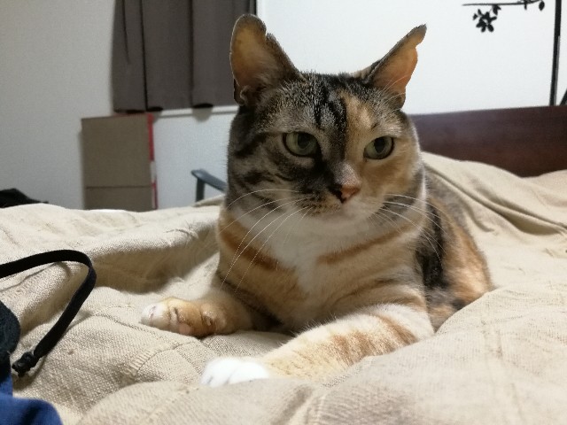 f:id:hiraryo0201:20170708082547j:image