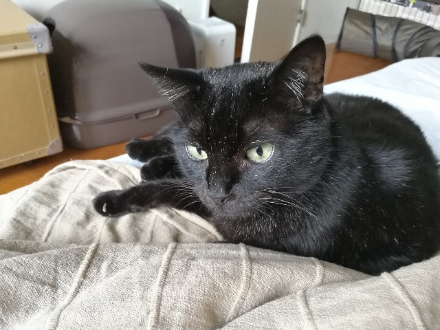 f:id:hiraryo0201:20170717081632j:plain f:id:hiraryo0201:20170717081632j:plain