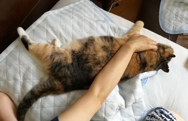 f:id:hiraryo0201:20170722073613j:image f:id:hiraryo0201:20170722073613j:image