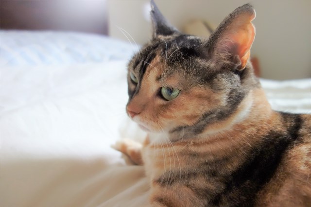 f:id:hiraryo0201:20170730170910j:plain