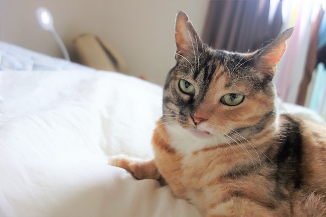 f:id:hiraryo0201:20170730170919j:plain