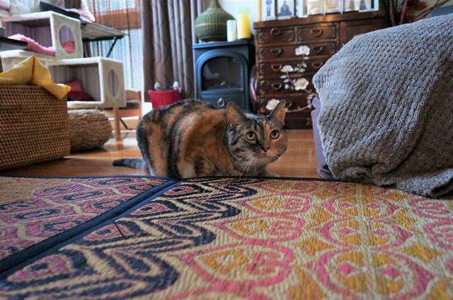 f:id:hiraryo0201:20170730172724j:plain f:id:hiraryo0201:20170730172724j:plain