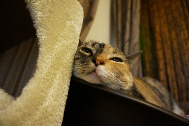 f:id:hiraryo0201:20170730172909j:plain f:id:hiraryo0201:20170730172909j:plain