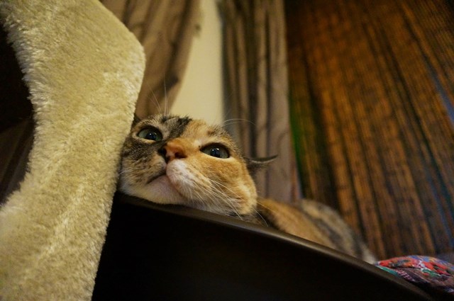 f:id:hiraryo0201:20170730172920j:plain f:id:hiraryo0201:20170730172920j:plain