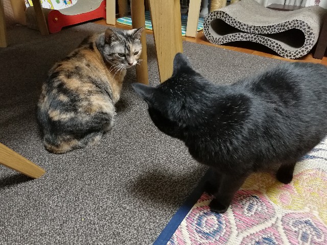 f:id:hiraryo0201:20170731201502j:image