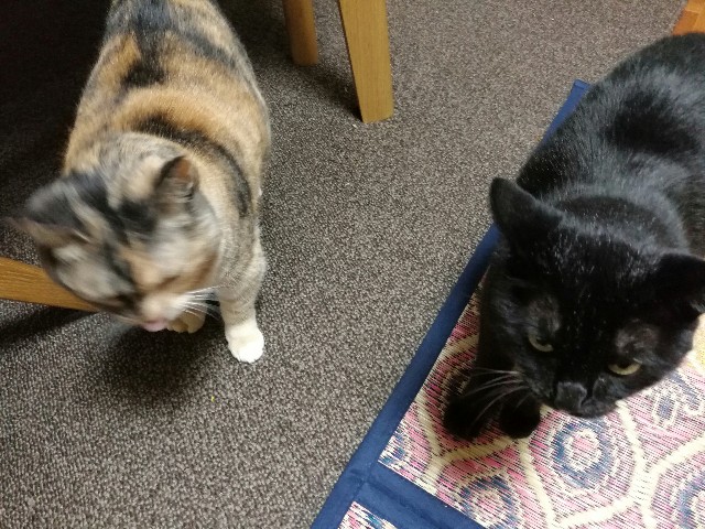 f:id:hiraryo0201:20170731202115j:image