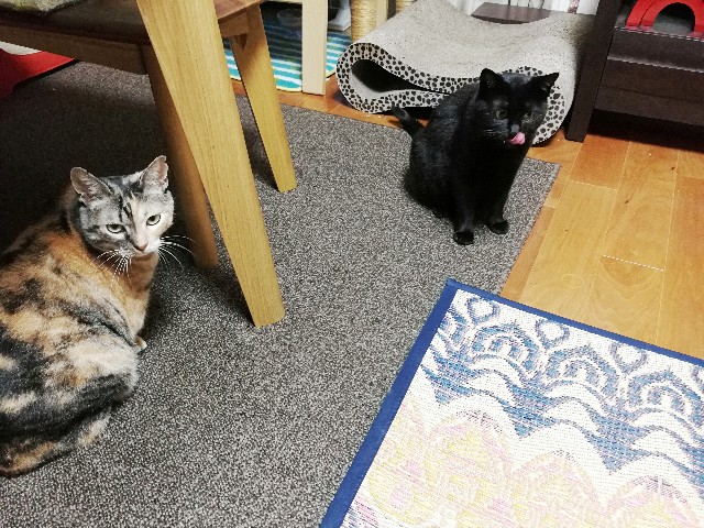 f:id:hiraryo0201:20170731202150j:image