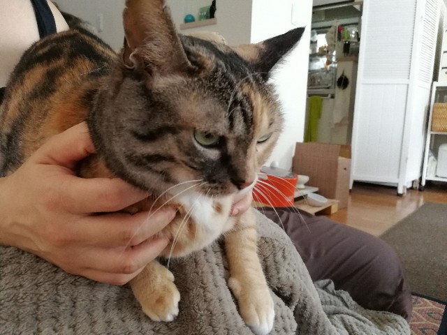 f:id:hiraryo0201:20170731202502j:image