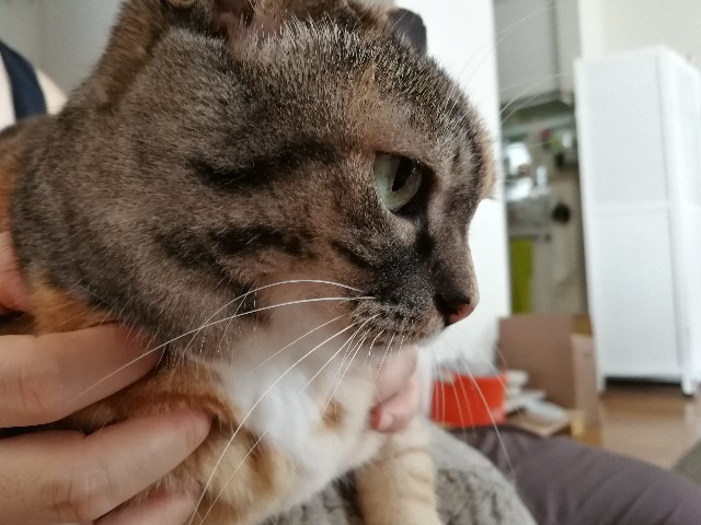 f:id:hiraryo0201:20170731202528j:image