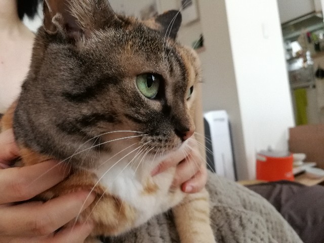 f:id:hiraryo0201:20170731202543j:image