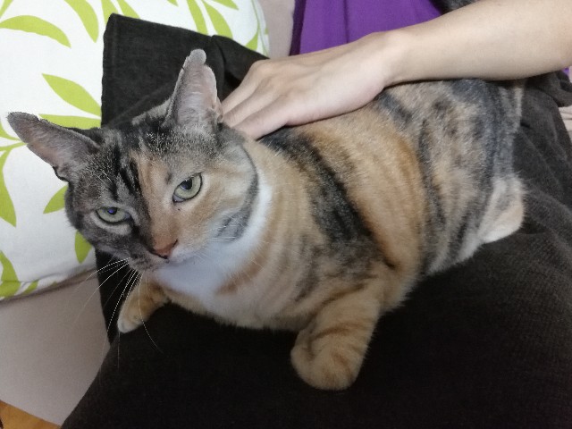 f:id:hiraryo0201:20170731202646j:image