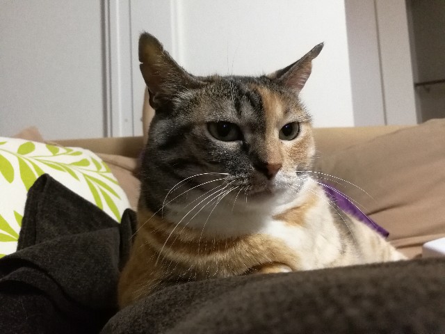 f:id:hiraryo0201:20170731202730j:image