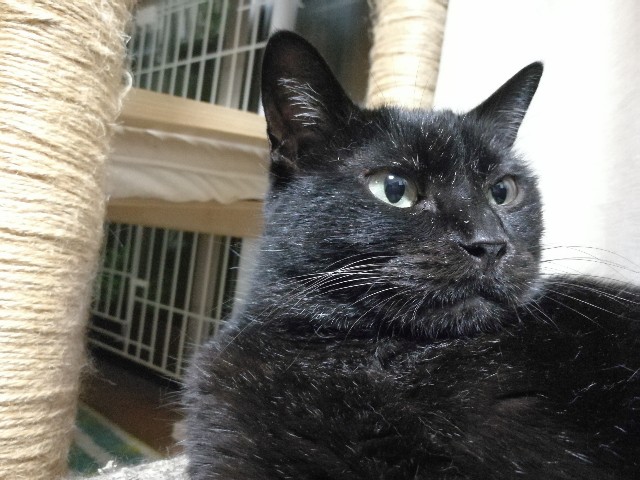 f:id:hiraryo0201:20170731202810j:image