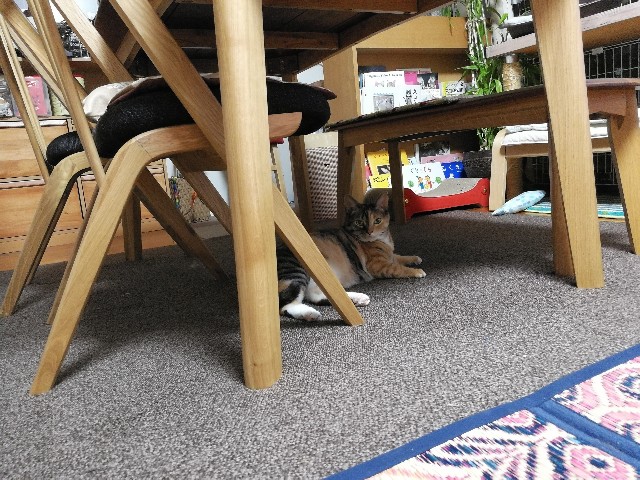 f:id:hiraryo0201:20170731202952j:image f:id:hiraryo0201:20170731202952j:image