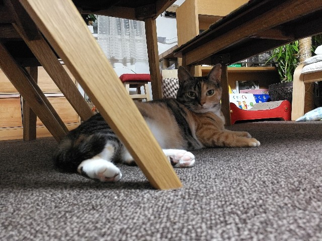 f:id:hiraryo0201:20170731203011j:image f:id:hiraryo0201:20170731203011j:image