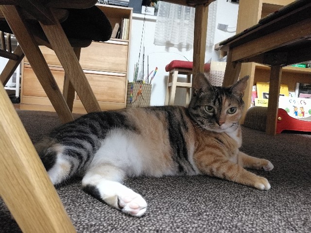 f:id:hiraryo0201:20170731203039j:image f:id:hiraryo0201:20170731203039j:image