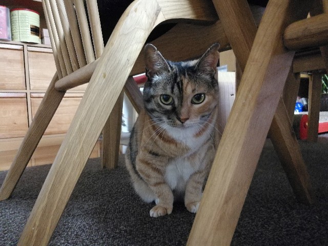 f:id:hiraryo0201:20170731203058j:image f:id:hiraryo0201:20170731203058j:image