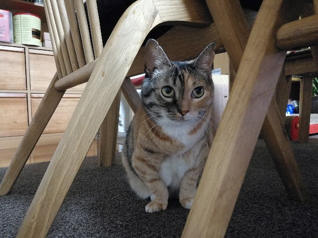 f:id:hiraryo0201:20170731203122j:image f:id:hiraryo0201:20170731203122j:image