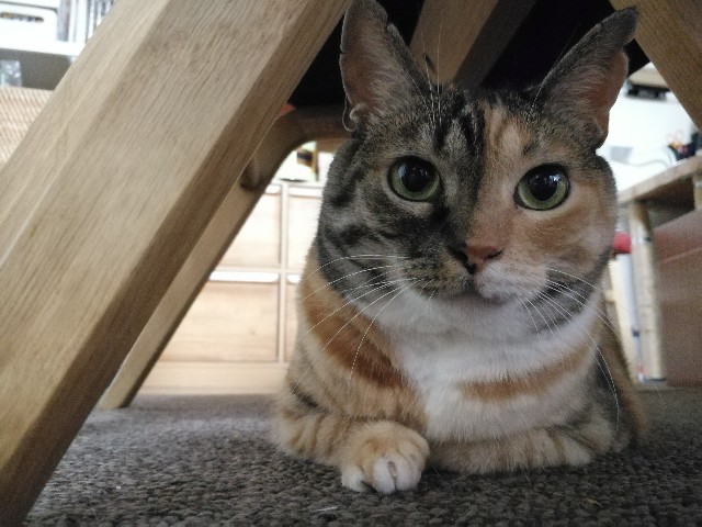 f:id:hiraryo0201:20170731203143j:image f:id:hiraryo0201:20170731203143j:image