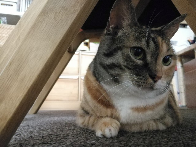 f:id:hiraryo0201:20170731203228j:image f:id:hiraryo0201:20170731203228j:image