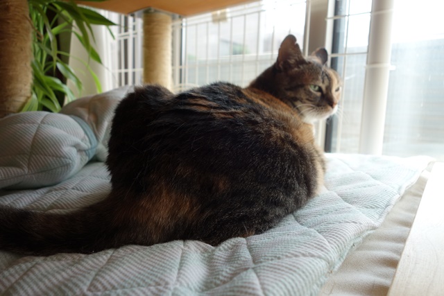 f:id:hiraryo0201:20170806122333j:plain f:id:hiraryo0201:20170806122333j:plain